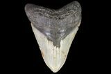 Huge, Fossil Megalodon Tooth - North Carolina #75511-2